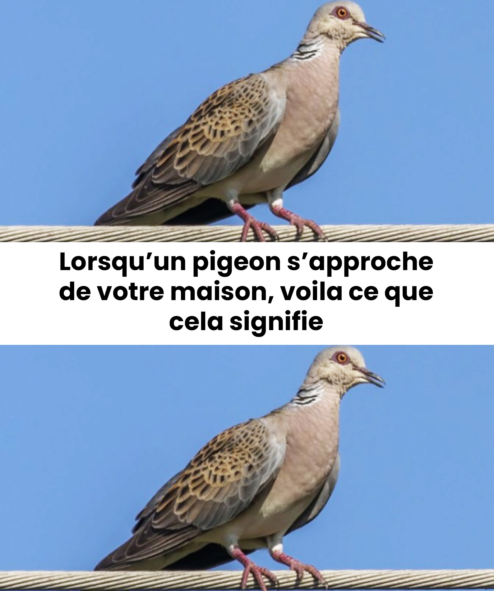 L’apparition mystérieuse d’une colombe immaculée : signe ou coïncidence ?