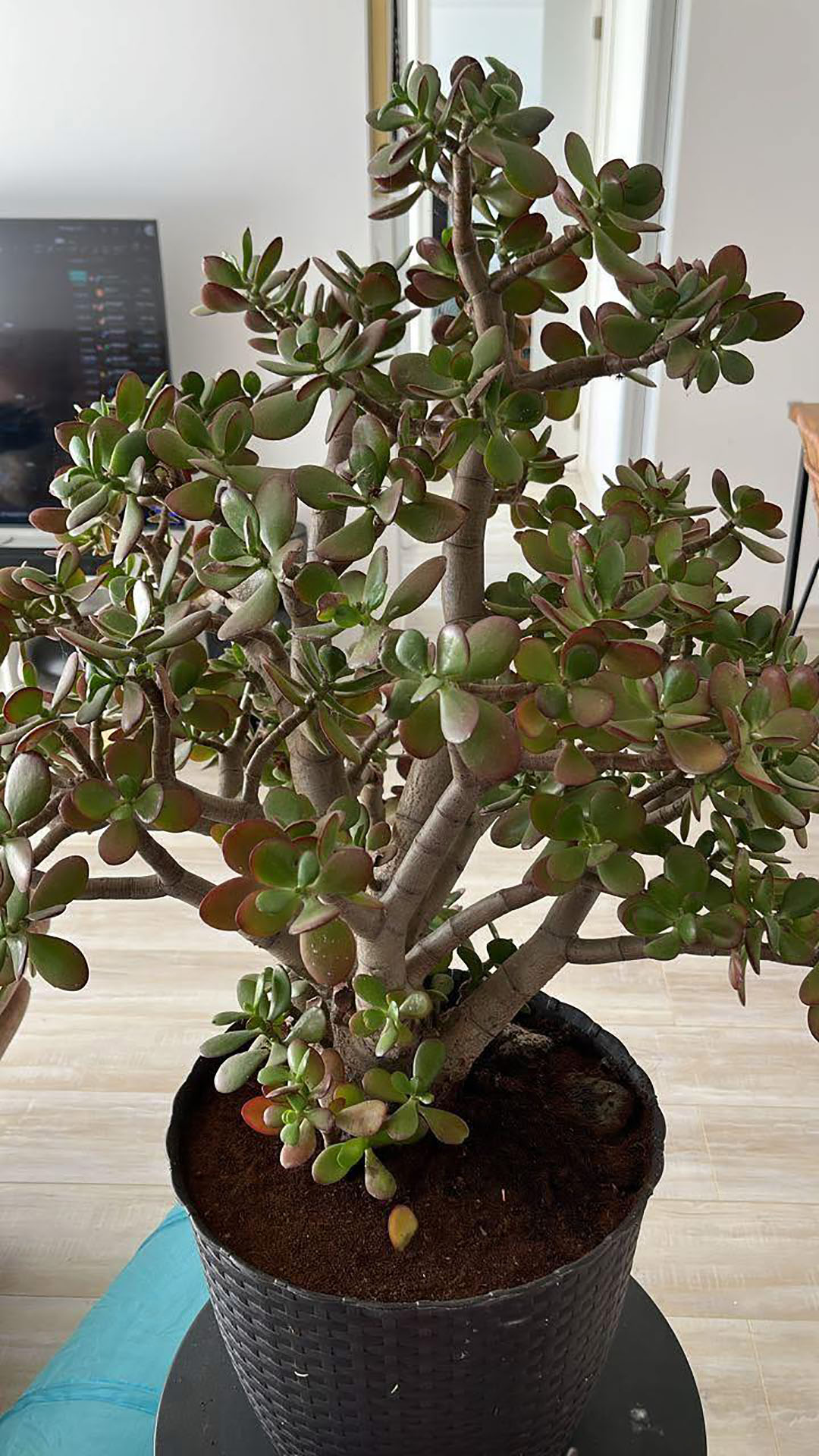 Beaucoup de gens ont « l’arbre à argent » chez eux, mais peu connaissent ses véritables secrets