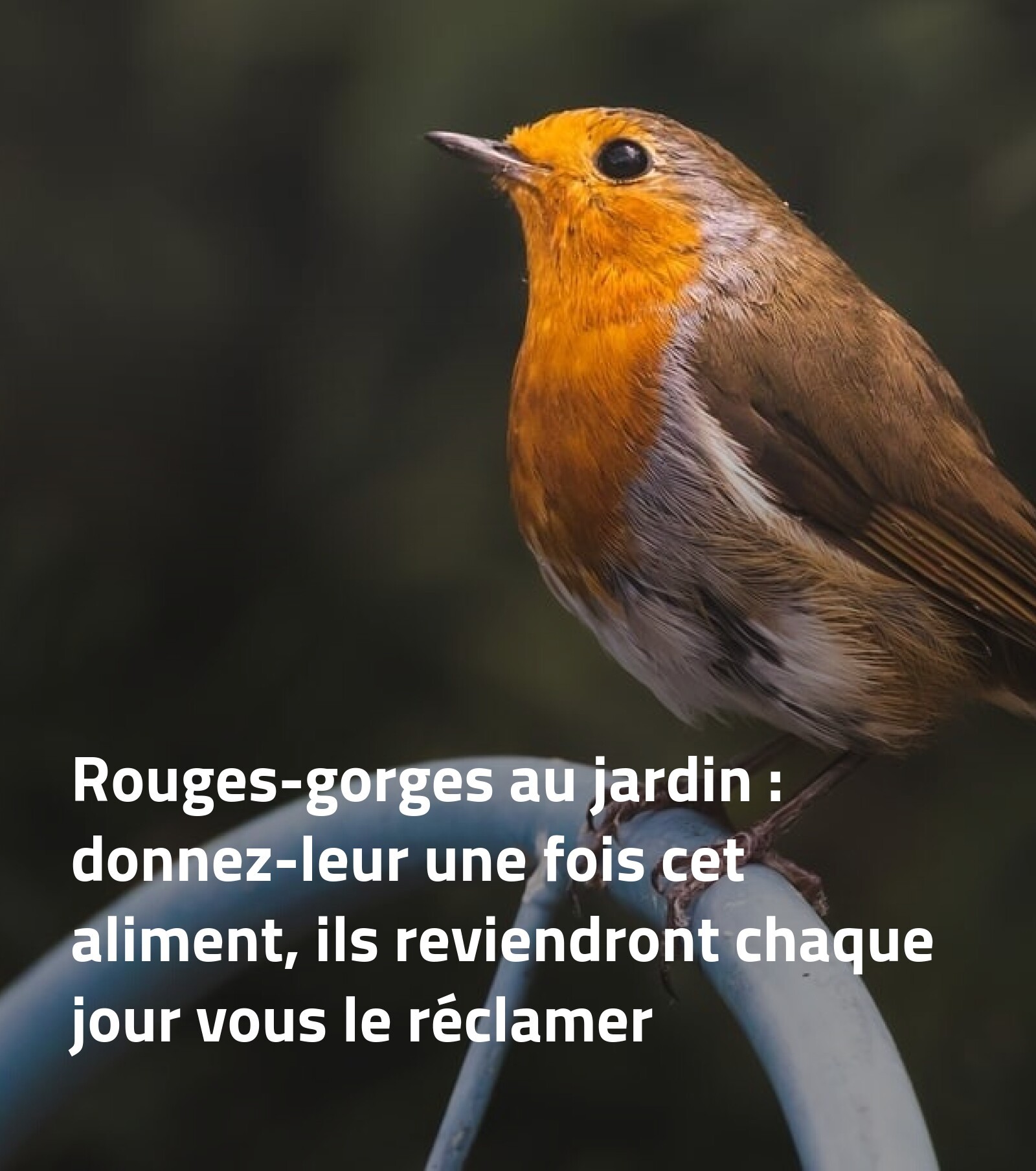 Rouges-gorges au jardin : donnez-leur une fois cet aliment, ils reviendront chaque jour vous le réclamer